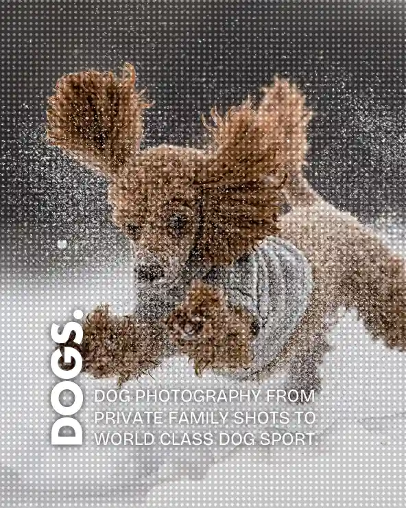 Pet Photography Portfolio Pet Photography Portfolio