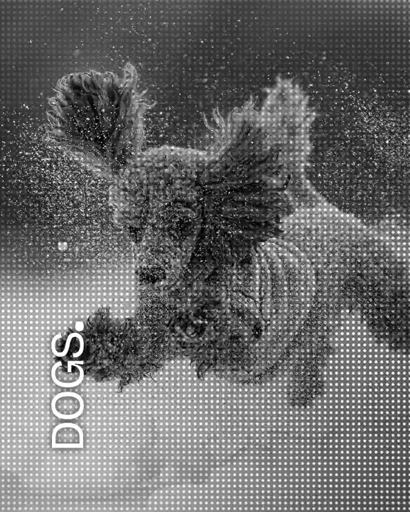 Pet Photography Portfolio Pet Photography Portfolio