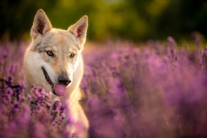 Dog photography portfolio content